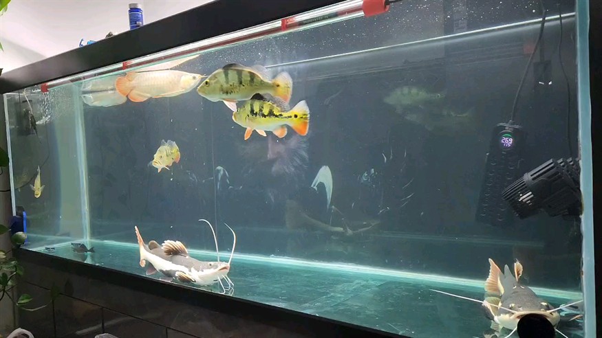 忙到很久沒擦魚缸了