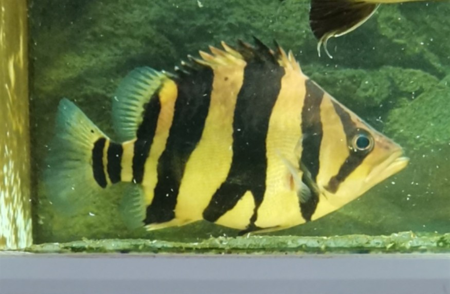 養虎就要堅持不懈