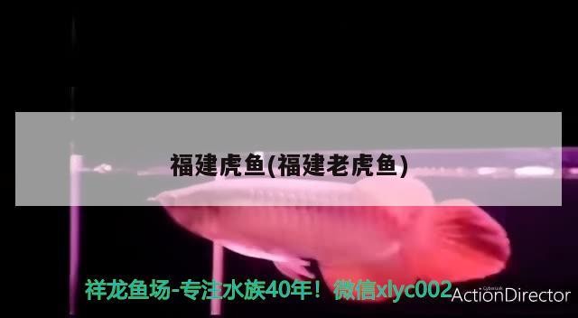 福建虎魚(福建老虎魚)