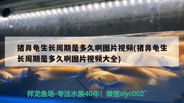 豬鼻龜生長(zhǎng)周期是多久啊圖片視頻(豬鼻龜生長(zhǎng)周期是多久啊圖片視頻大全)