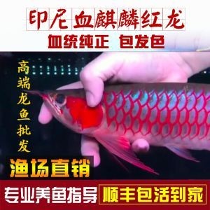 珊瑚海水魚缸好養嗎圖片，和珊瑚海水魚缸好養嗎，珊瑚海水魚缸好養嗎