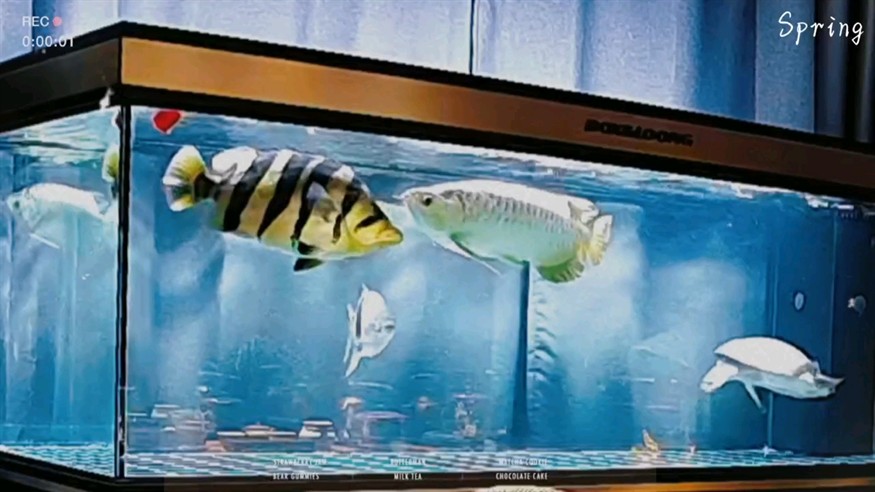 出差只能云看魚
