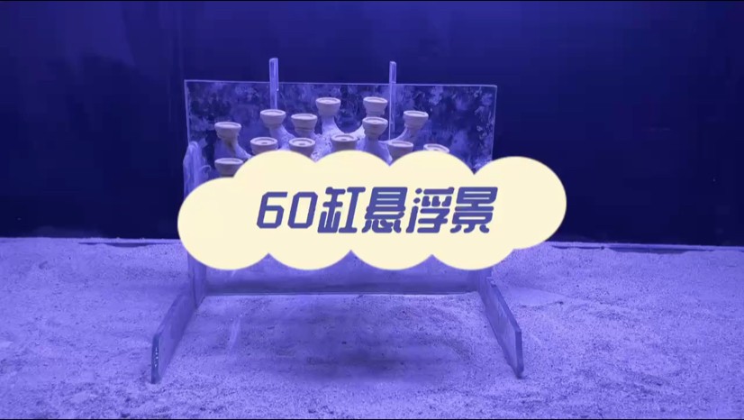 60海缸造景，珊瑚缸造景