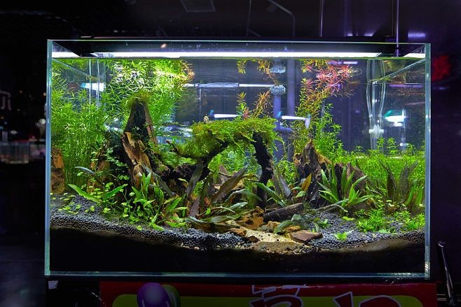 1.2米魚缸要多少淲才：1.2米的魚缸需要多少升水？