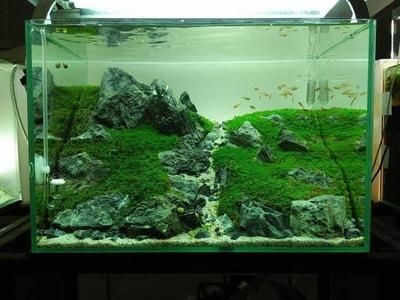 1.2米魚缸要多少淲才：1.2米的魚缸需要多少升水？