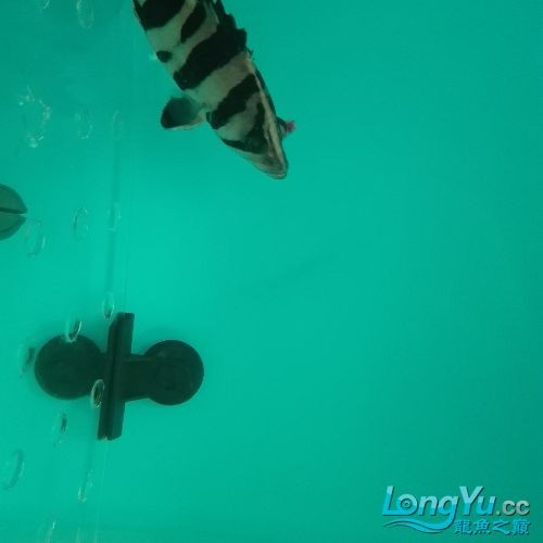 虎魚(yú)眼睛求救急