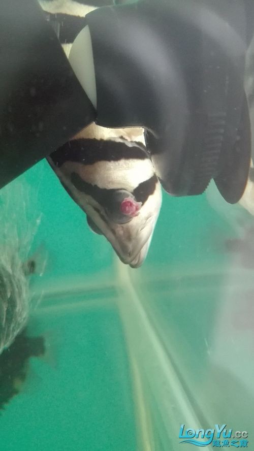 虎魚(yú)眼睛求救急