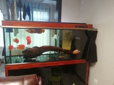 龍魚封缸用什么