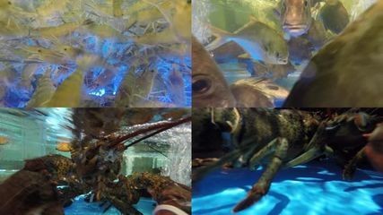 海水魚紅龍吃不吃醫(yī)生蝦呢