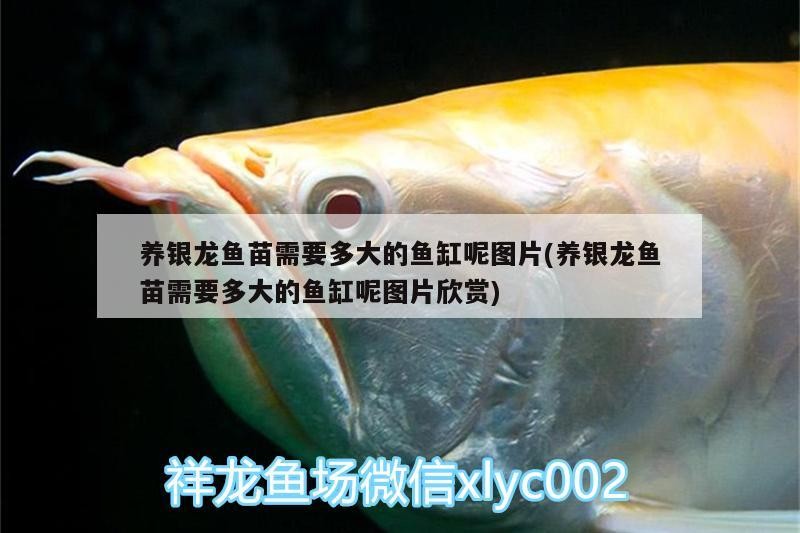 養銀龍魚苗需要多大的魚缸呢圖片(養銀龍魚苗需要多大的魚缸呢圖片欣賞)