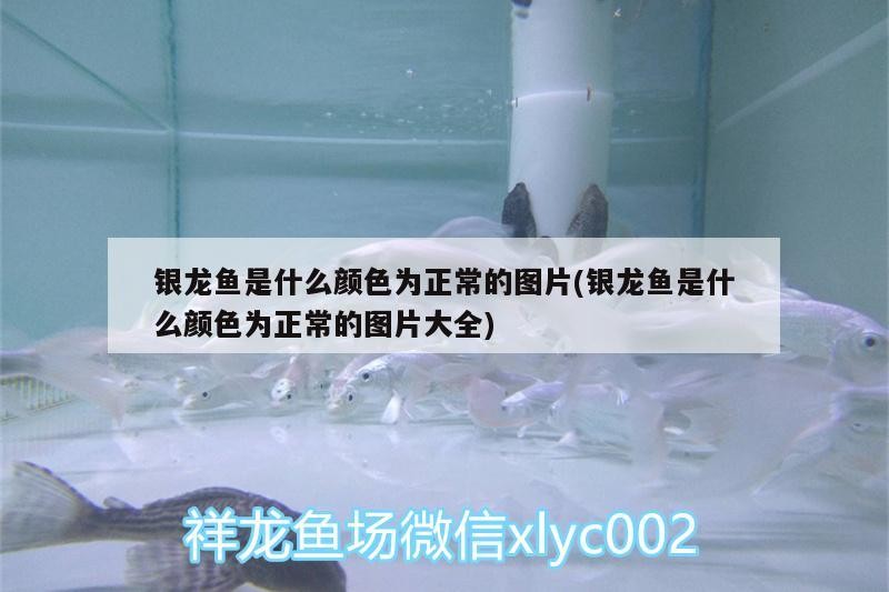 銀龍魚是什么顏色為正常的圖片(銀龍魚是什么顏色為正常的圖片大全)