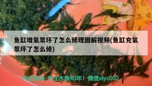 龍魚和豬鼻龜混養(yǎng)好不（龍魚和豬鼻龜混養(yǎng)好不好）