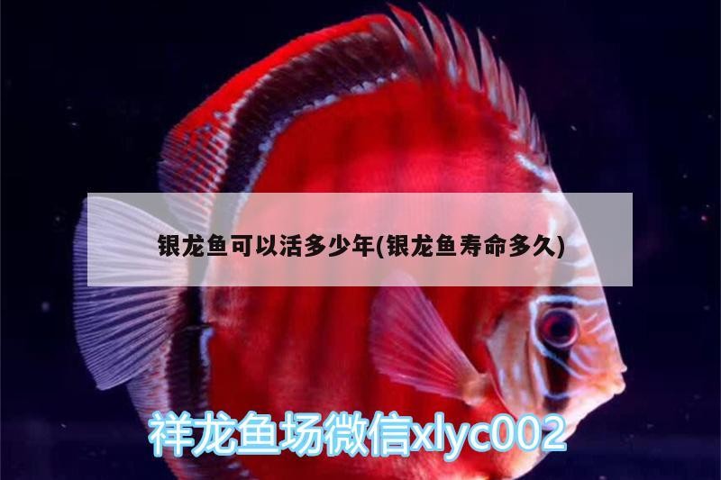 銀龍魚可以活多少年(銀龍魚壽命多久)