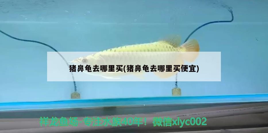 豬鼻龜去哪里買(豬鼻龜去哪里買便宜)