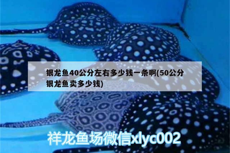銀龍魚40公分左右多少錢一條啊(50公分銀龍魚賣多少錢)