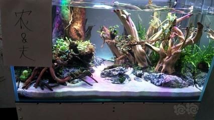 便宜的魚缸造景多少錢一個：深圳觀賞魚缸造景
