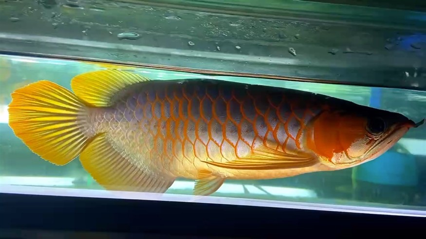 微短身板 血紅龍