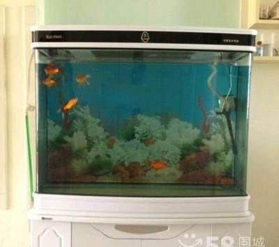 1.2長的魚缸多寬合適：1.2米的魚缸多寬合適 1.2長的魚缸多寬合適：1.2米的魚缸多寬合適 魚缸百科 第1張