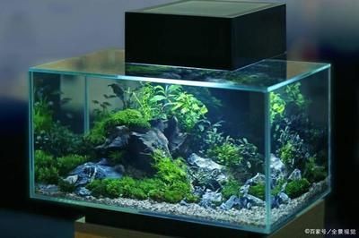 1.2長的魚缸多寬合適：1.2米的魚缸多寬合適 1.2長的魚缸多寬合適：1.2米的魚缸多寬合適 魚缸百科 第3張