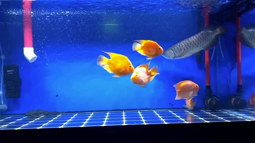 鸚鵡魚和銀龍魚混養(yǎng)怎樣喂食 慢鏡頭下的泳姿 龍魚論壇 慢鏡頭下的泳姿 慢鏡頭下的泳姿 龍魚論壇