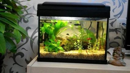 從風水角度魚缸放家里什么位置好：魚缸擺放位置對于家庭運勢和財富有著重要的影響