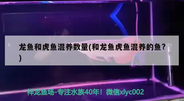 龍魚和虎魚混養(yǎng)數(shù)量(和龍魚虎魚混養(yǎng)的魚?)