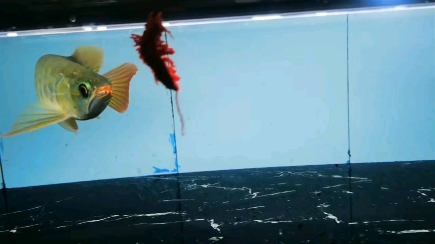 狀態好