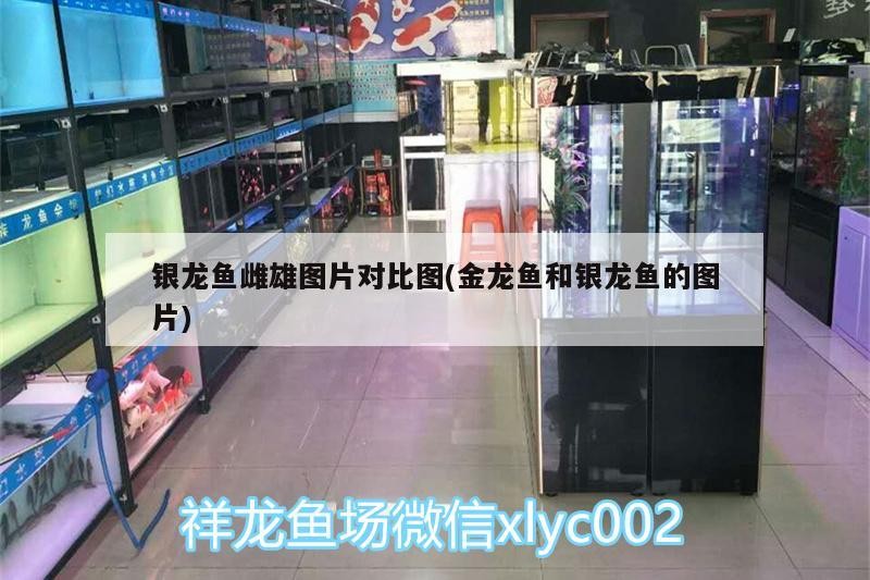 銀龍魚雌雄圖片對比圖(金龍魚和銀龍魚的圖片) 銀龍魚雌雄圖片對比圖(金龍魚和銀龍魚的圖片) 銀龍魚百科