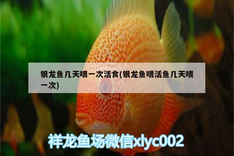 銀龍魚(yú)幾天喂一次活食(銀龍魚(yú)喂活魚(yú)幾天喂一次)
