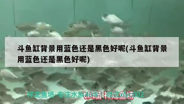 斗魚缸背景用藍色還是黑色好呢(斗魚缸背景用藍色還是黑色好呢)