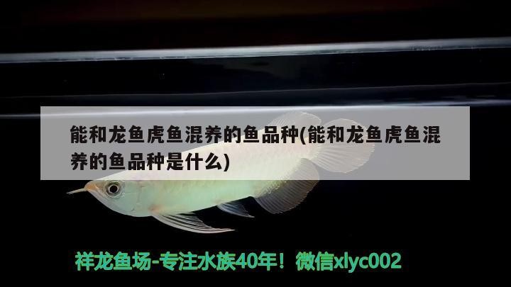 能和龍魚虎魚混養的魚品種(能和龍魚虎魚混養的魚品種是什么)