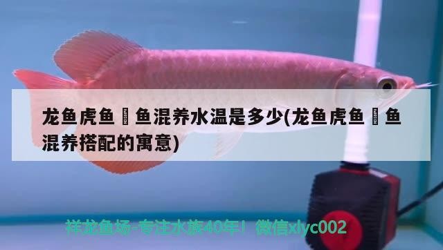 龍魚(yú)虎魚(yú)魟魚(yú)混養(yǎng)水溫是多少(龍魚(yú)虎魚(yú)魟魚(yú)混養(yǎng)搭配的寓意)