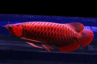 紅龍喂活魚注意哪些事項和技巧
