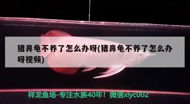 豬鼻龜不養了怎么辦呀(豬鼻龜不養了怎么辦呀視頻)