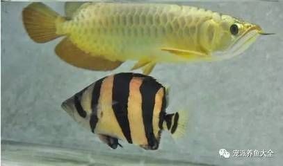 虎魚和龍魚哪個好養(yǎng)皮實一點