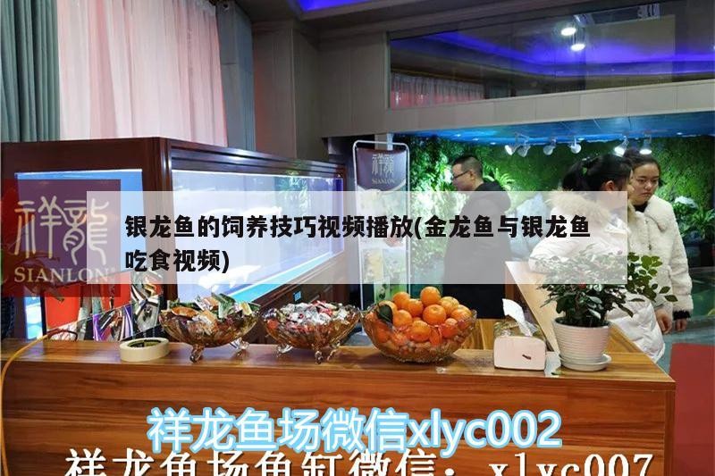 銀龍魚的飼養技巧視頻播放(金龍魚與銀龍魚吃食視頻)