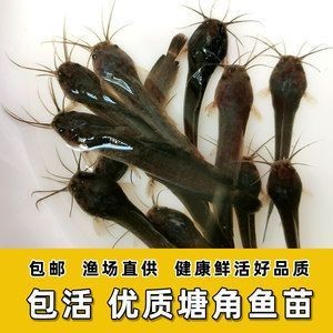 龍魚的胡須有什么用
