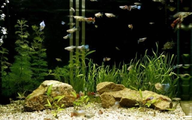 大魚缸怎么造景好看又簡單：熱帶魚與水草缸造景的搭配是一門學問熱帶魚與水草的搭配
