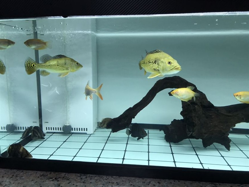 最近虎魚狀態很差