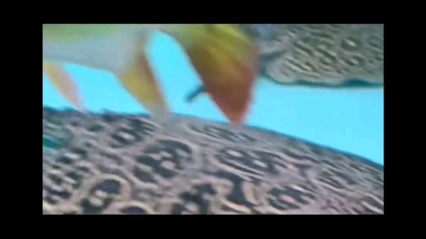 大型魚就是猛