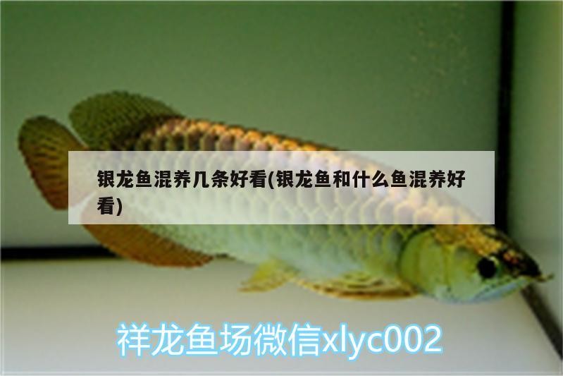 銀龍魚混養幾條好看(銀龍魚和什么魚混養好看)