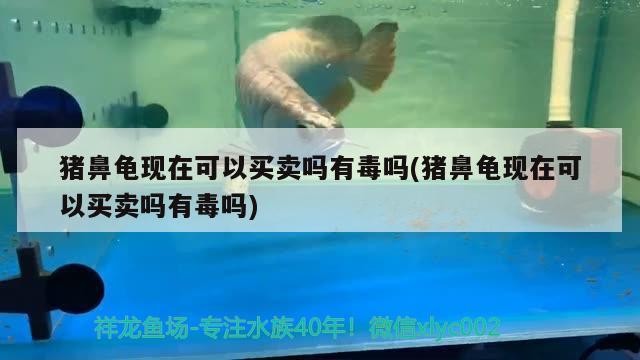 豬鼻龜現(xiàn)在可以買賣嗎有毒嗎(豬鼻龜現(xiàn)在可以買賣嗎有毒嗎)