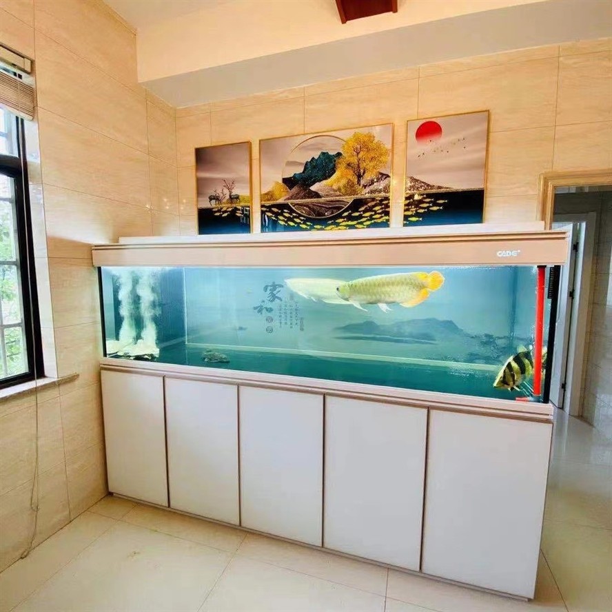 ?彩鰈龍魚缸頂流