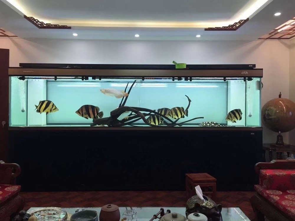 ?彩鰈龍魚缸頂流