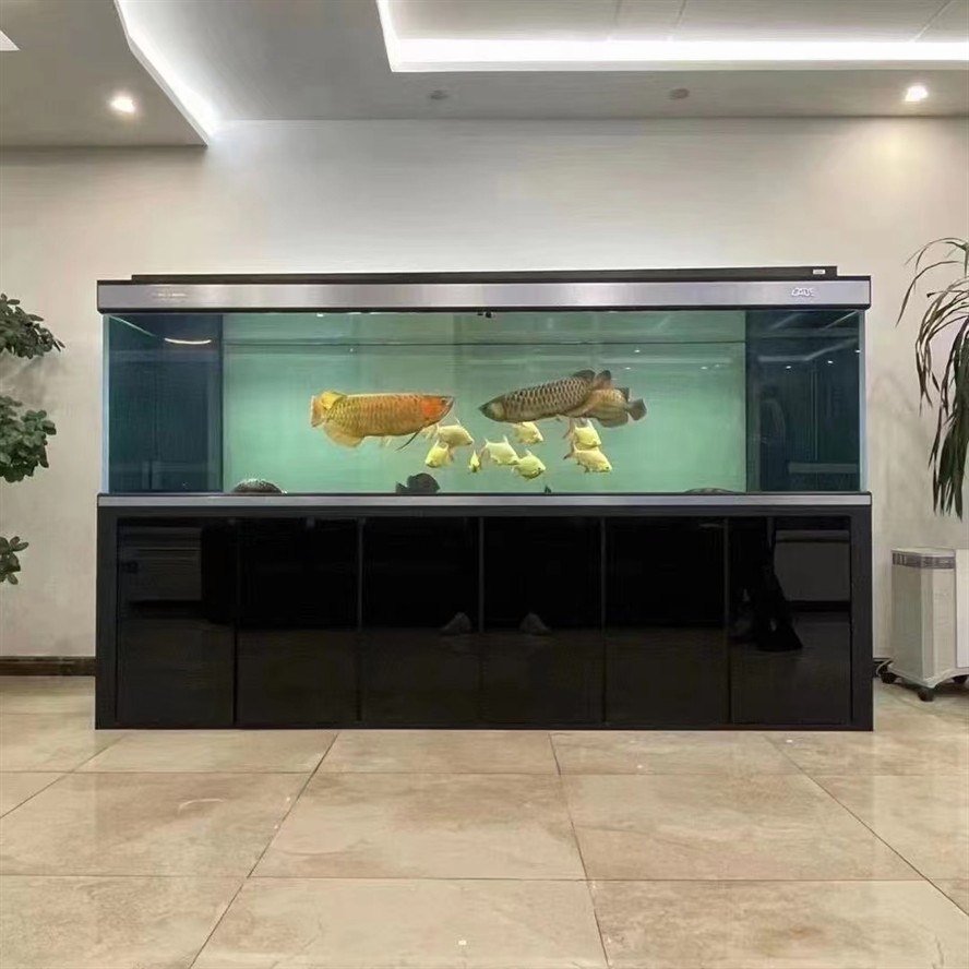 ?彩鰈龍魚缸頂流