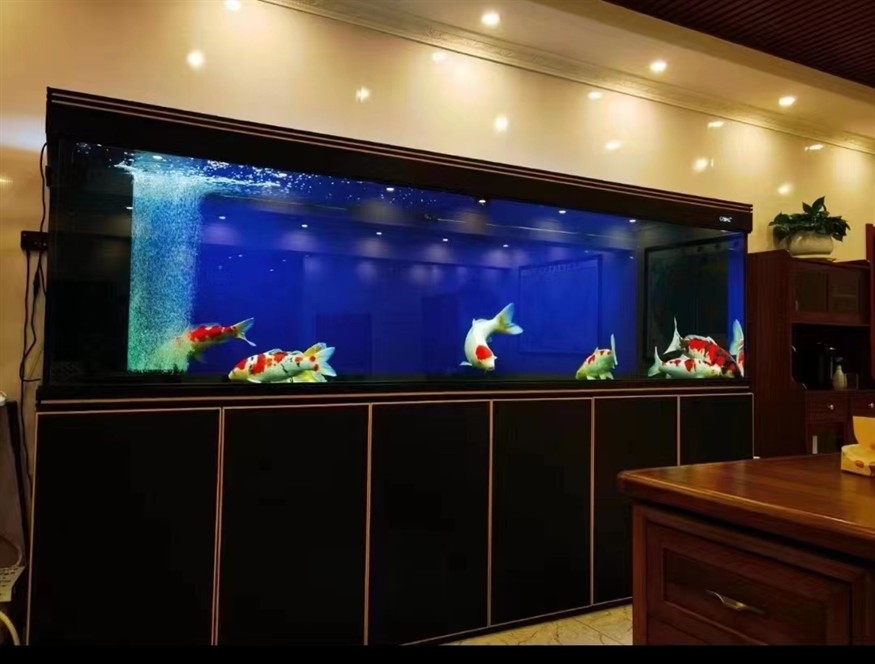 ?彩鰈龍魚缸頂流
