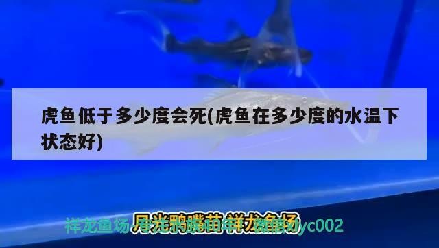 虎魚低于多少度會死(虎魚在多少度的水溫下狀態(tài)好)