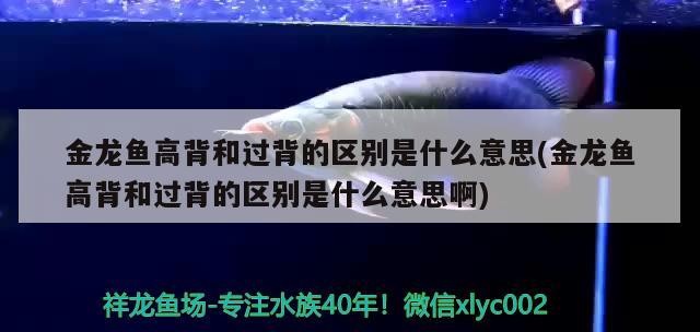 金龍魚高背和過背的區別是什么意思(金龍魚高背和過背的區別是什么意思啊)