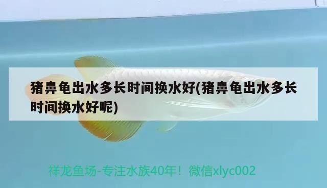 豬鼻龜出水多長時間換水好(豬鼻龜出水多長時間換水好呢)