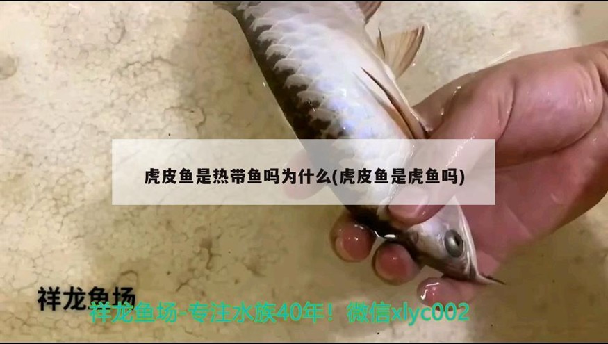 虎皮魚是熱帶魚嗎為什么(虎皮魚是虎魚嗎)